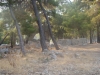 phaselis_(11).jpg