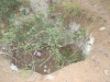 phaselis_(97).jpg